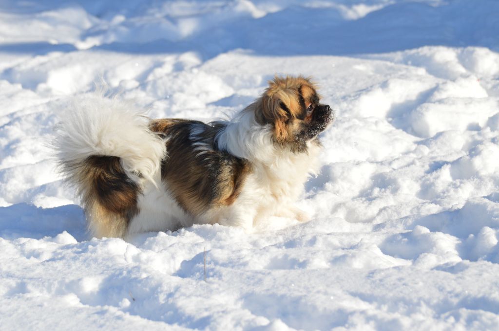 Wangdak orane Du Fond Touyen